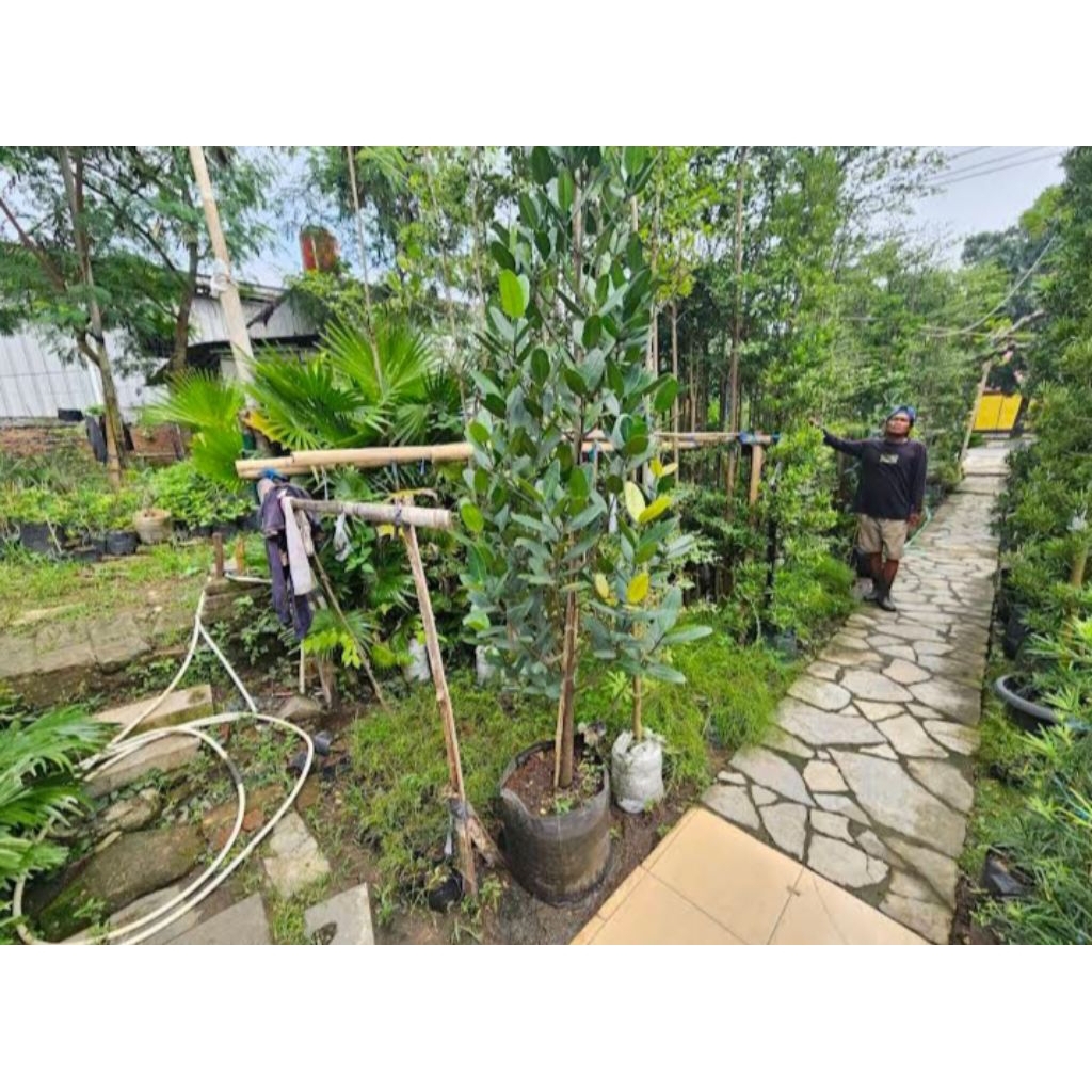 Tanaman hias Garcinia Cambogia