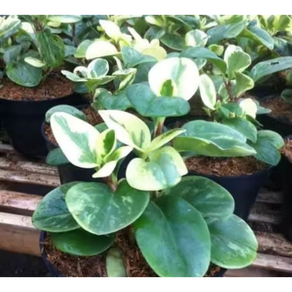 Tanaman hias Hias Dolar Kecil Varigata