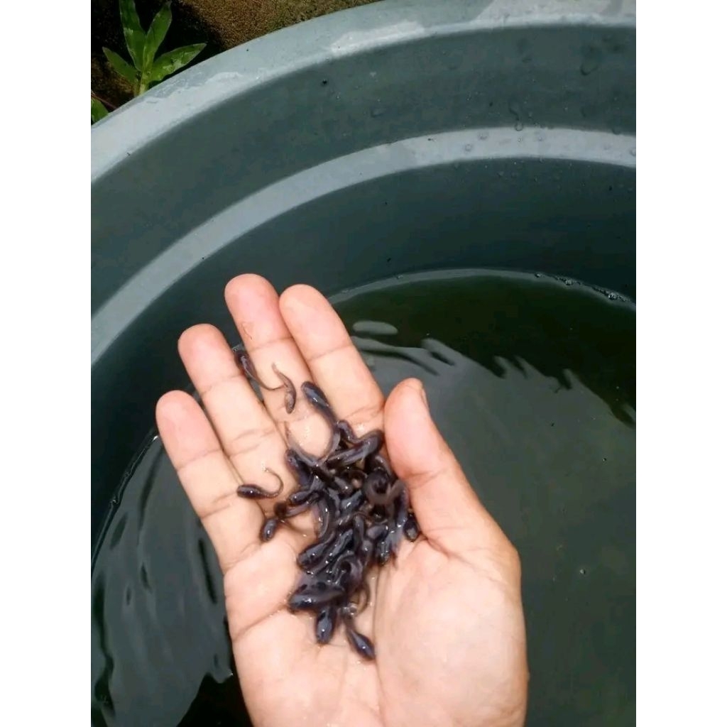 bibit ikan lele ukuran 1-2cm paketan isi 200