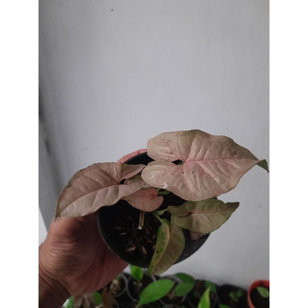 Skngonium milk confetti