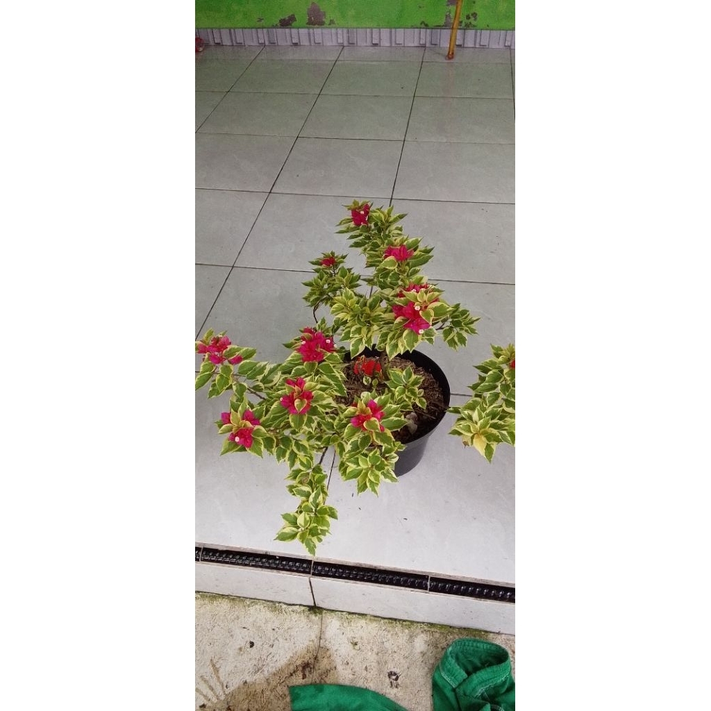 BUGENVIL SGP VARIGATA MERAH FANTA