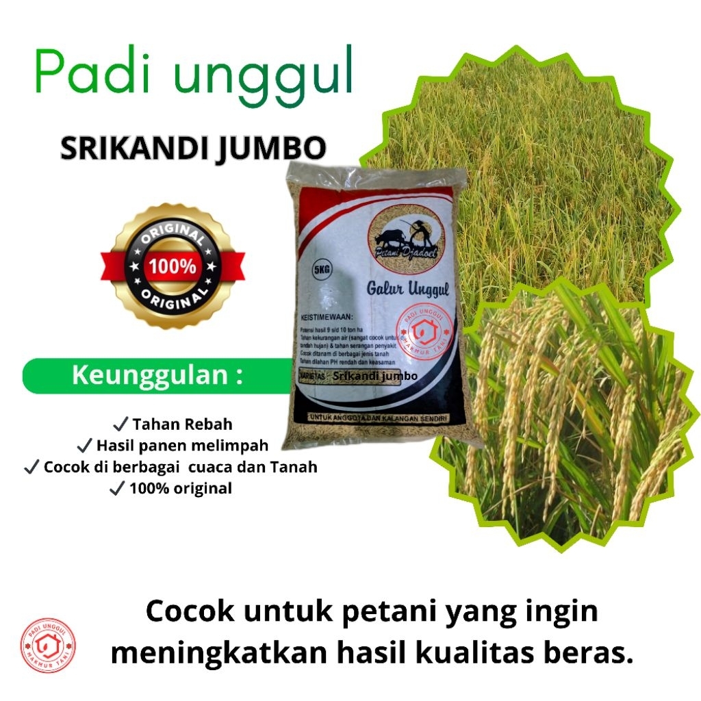 Benih Padi Srikandi jumbo 5KG