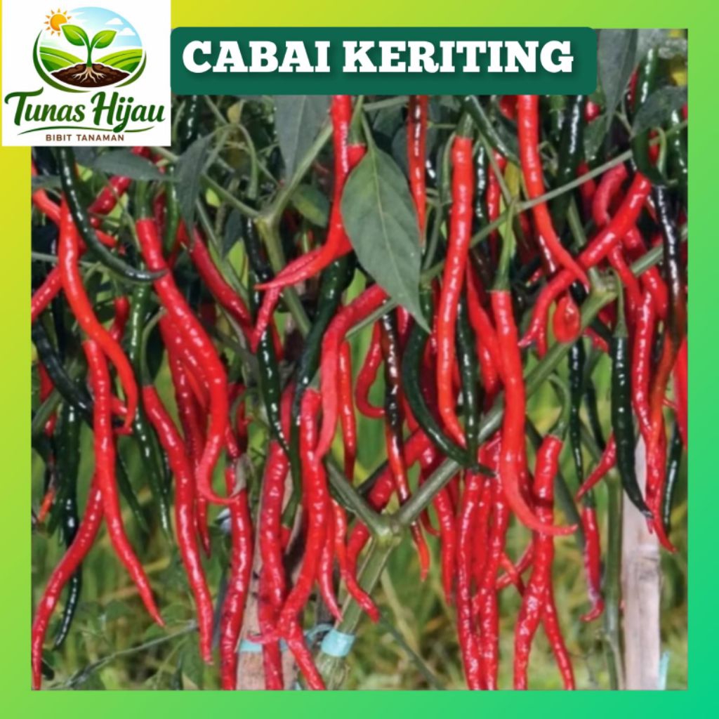 [15 butir] BENIH CABE KRITING