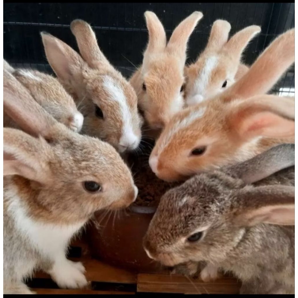 Kelinci Anggora lucu tersedia jantan dan Betina