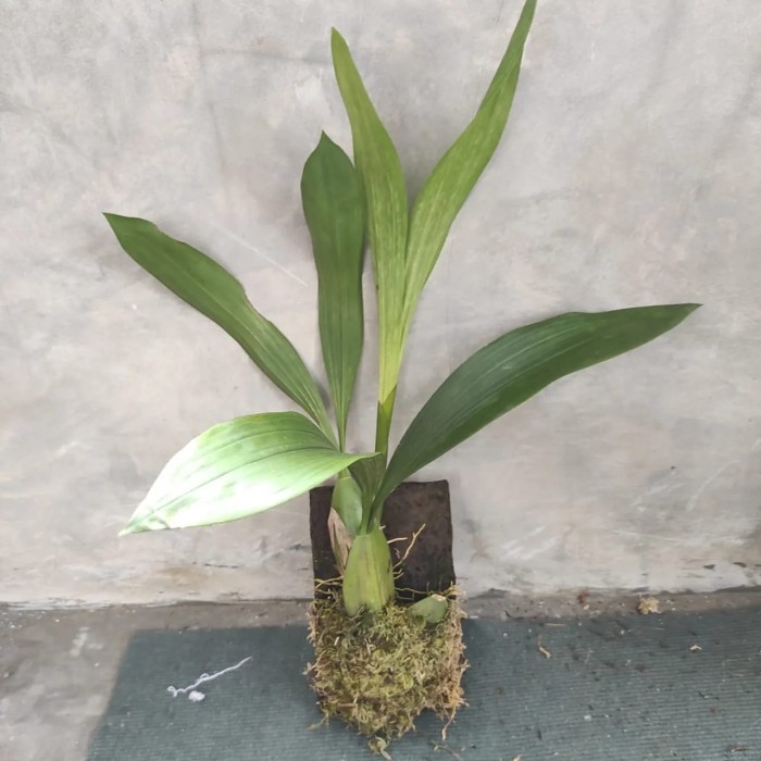 Philo Katak Jumbo Tanaman Hias Tahan Panas Dingin Siram Pemupukan 15/17cm