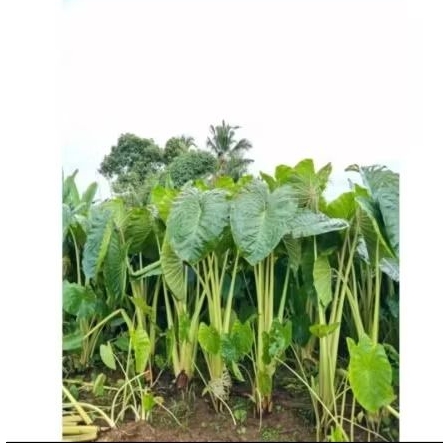 bibit talas bogor pratama 1 isi 100 bibit talas