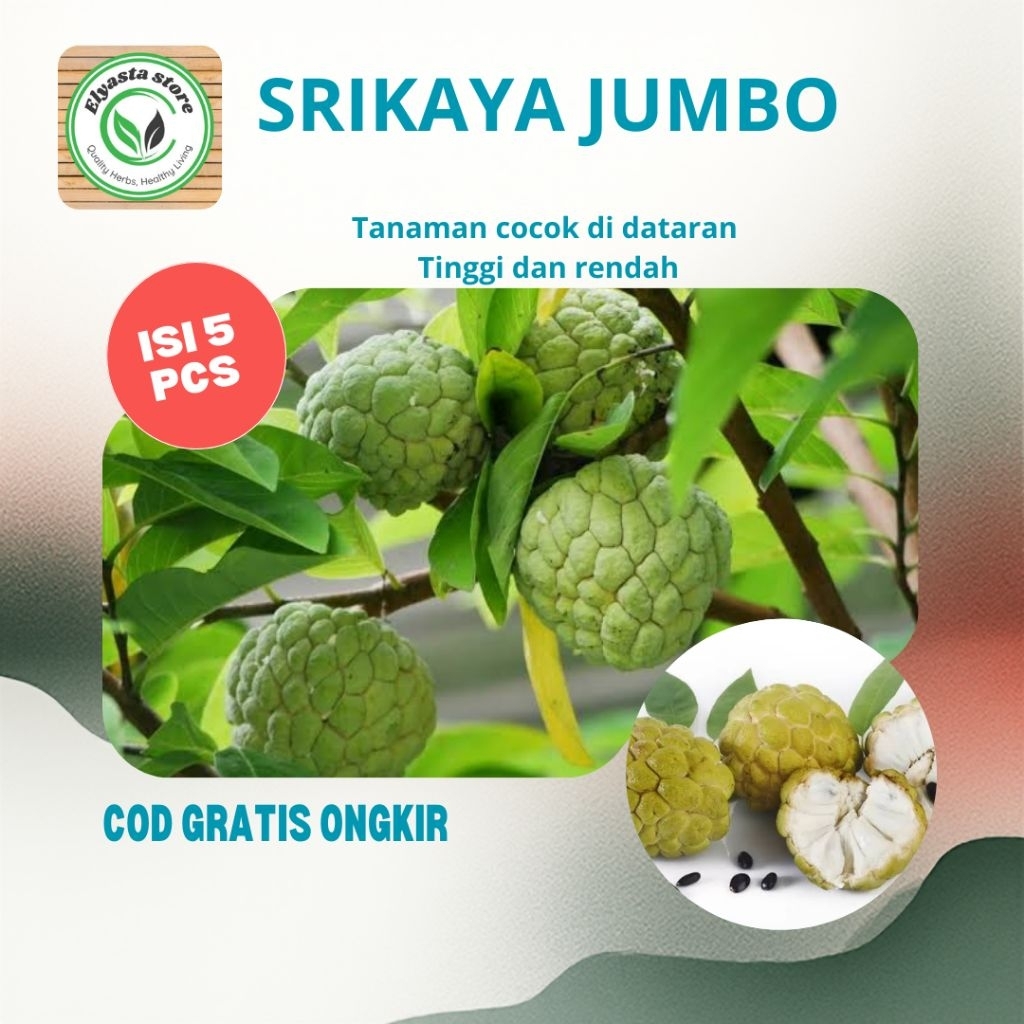 5 Biji Benih Srikaya Jumbo Buah nona