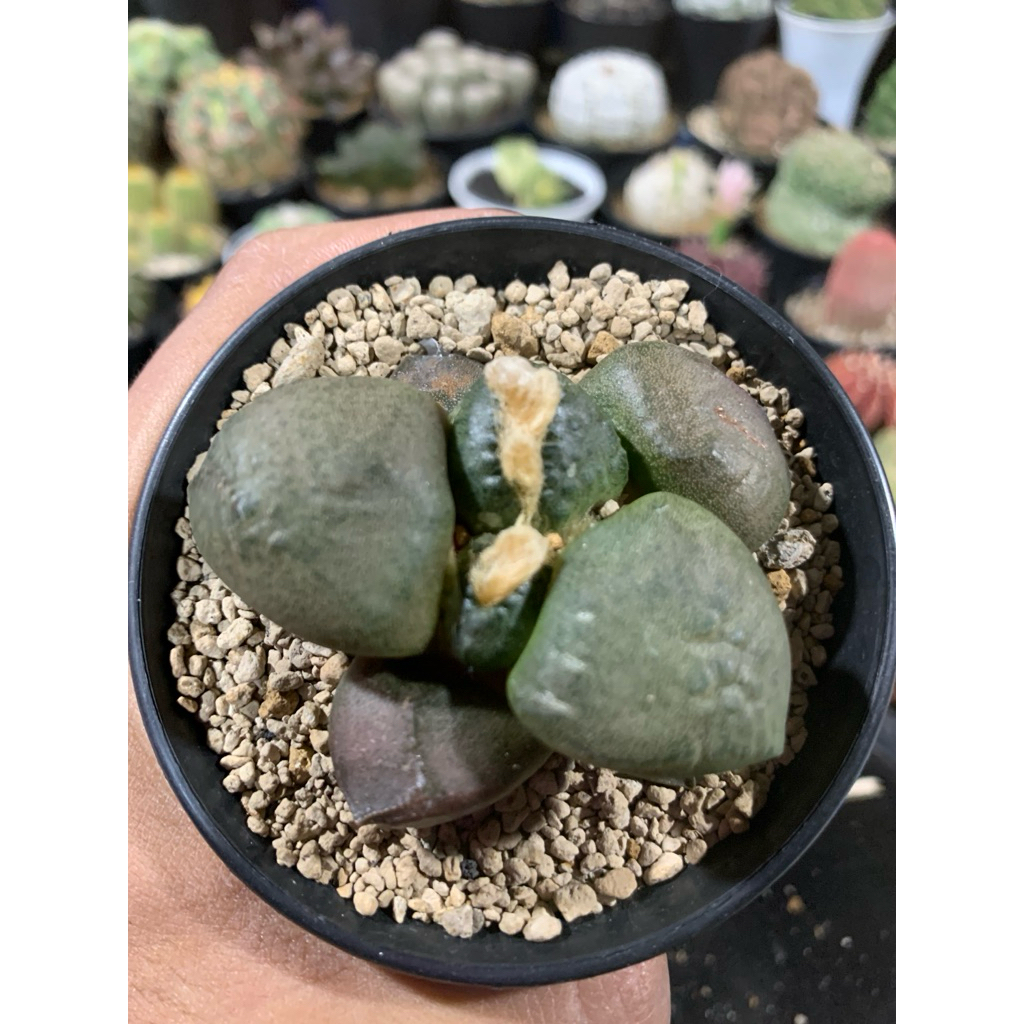 Kaktus Ariocarpus Lloydi