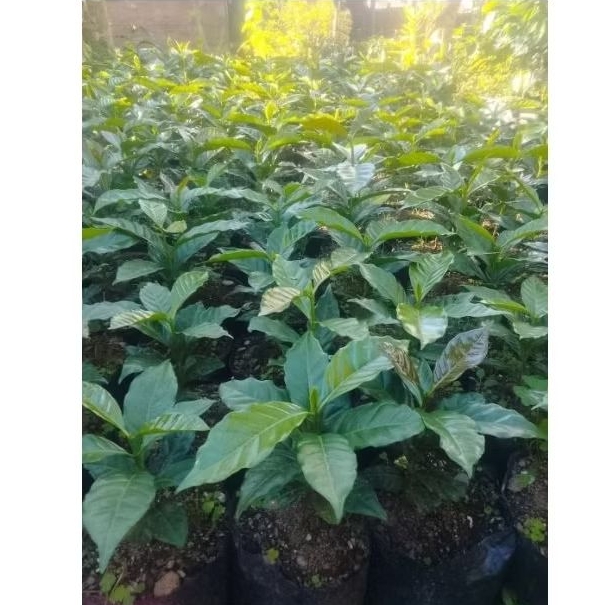 100 pohon bibit kopi tim-tim gayo siap tanam