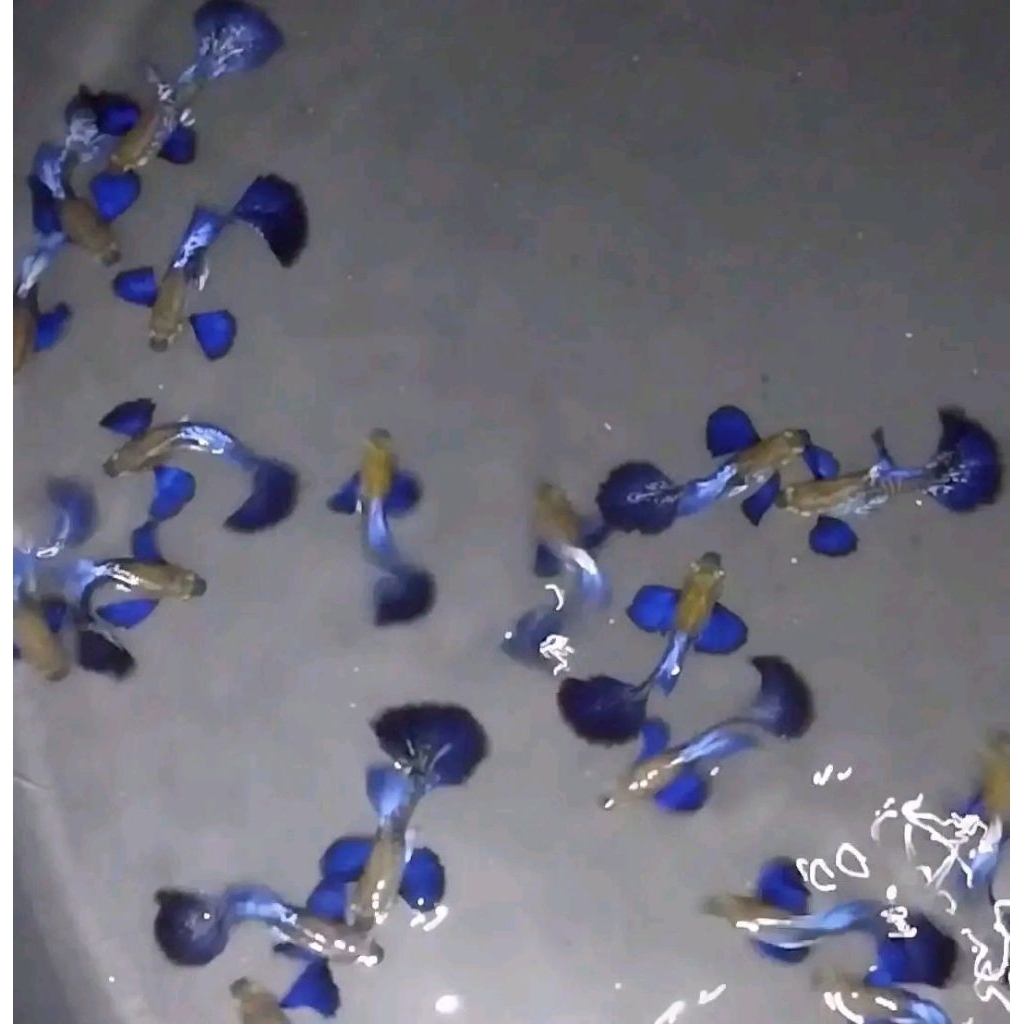 IKAN GUPPY BLUE DRAGON BIG EAR / PURPLE DRAGON BIG EAR (1PASANG)