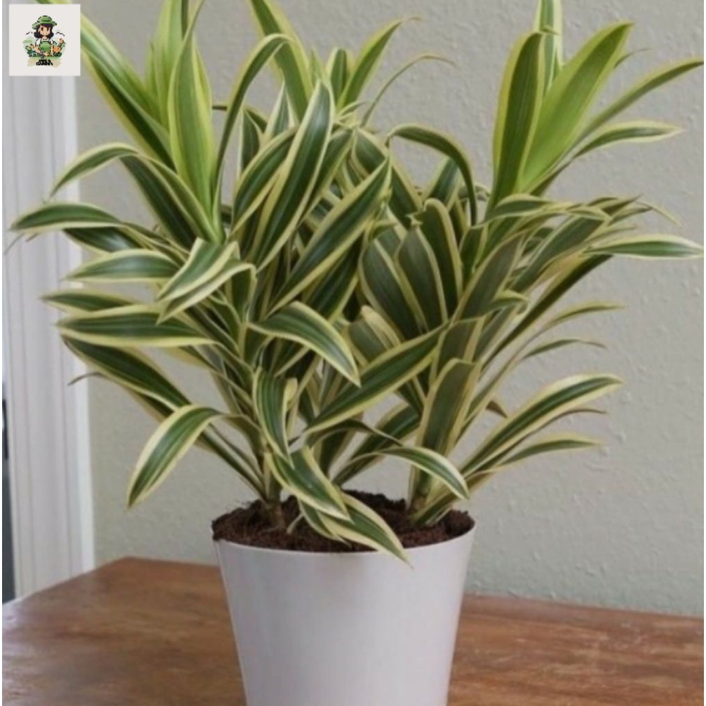 Tanaman hias bambu hoki sri rejeki golden varigata - Tanaman hias indoor bambu hoki sri rejeki varig