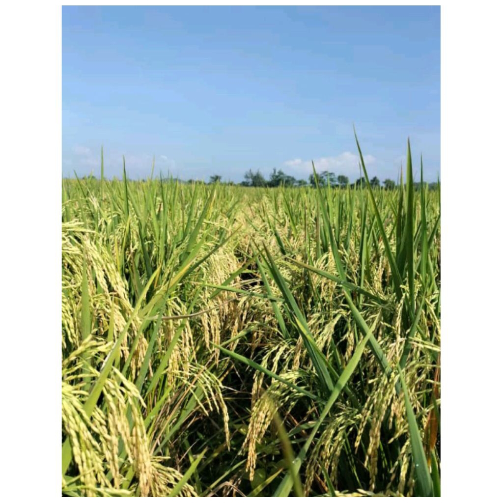 BENIH PADI HIBRIDA BCA 21 F1 KEMASAN 1KG ORIGINAL