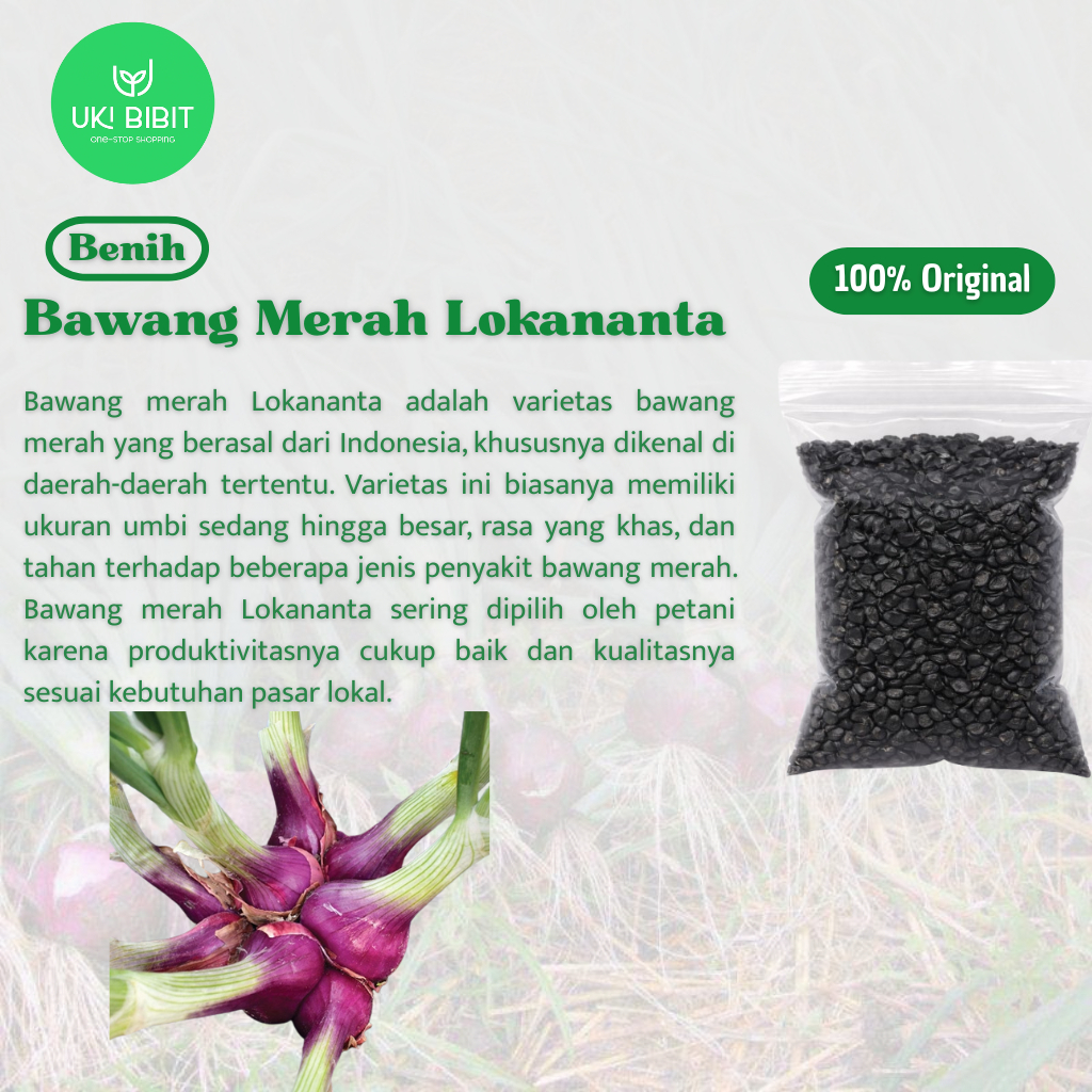( 100 Butir ) Benih Biji Bawang Merah Lokananta | Red Onion Lokananta