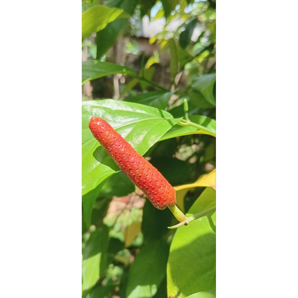 Cabe Jawa/Cabe Jamu Kering 1 Kg