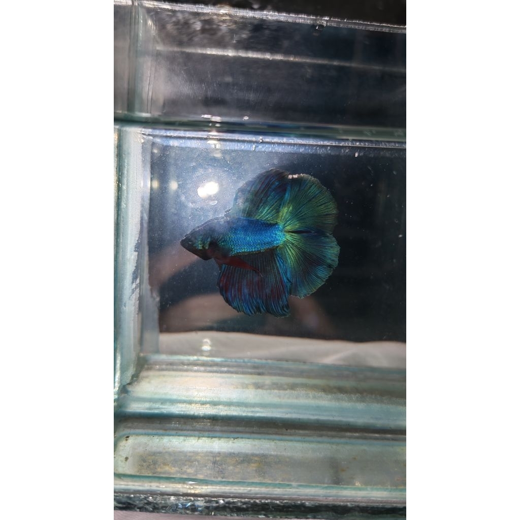 Hiasan Aquarium Lucu Cupang Plakat Halfmoon O Double Tail Long Fin