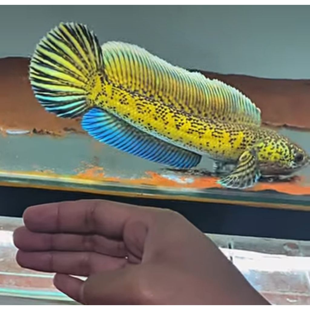 IKAN CANA AURANTI SIZE 12 CM