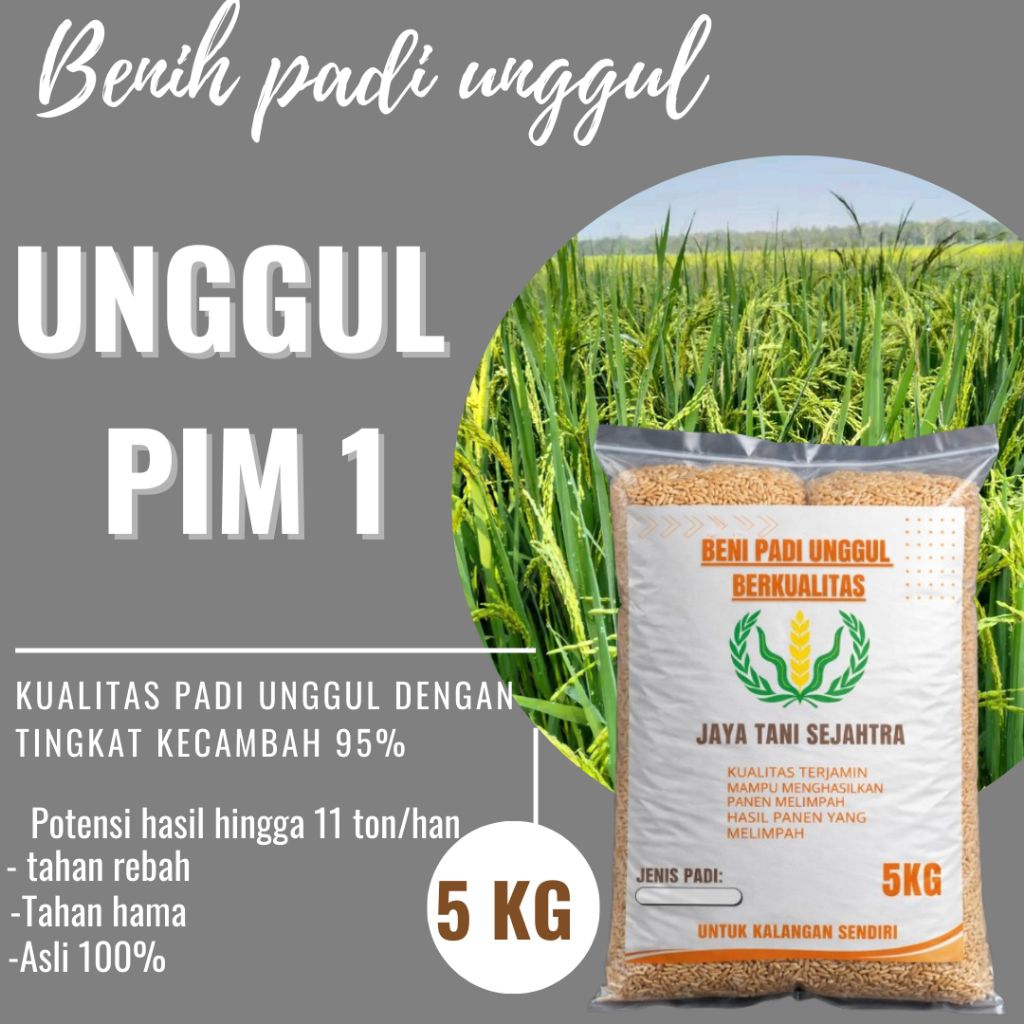 BENIH PADI UNGGUL PIM 1 KEMASAN 5KG BERKUALITAS