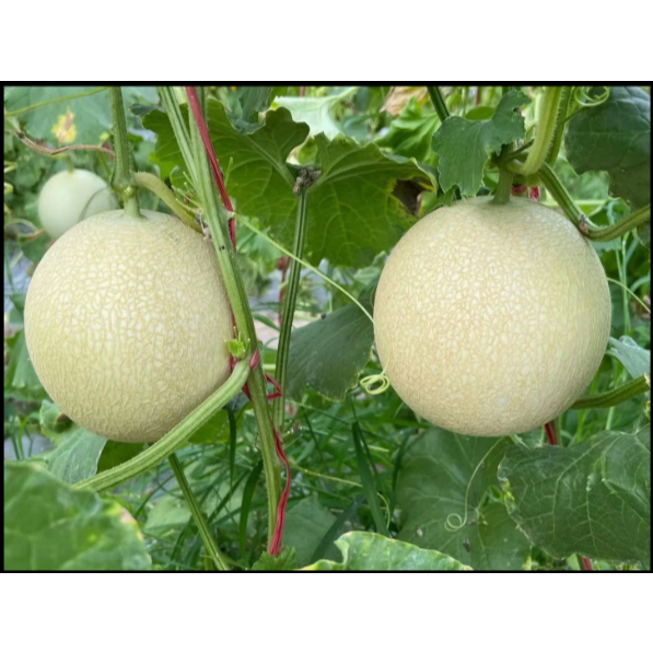 KEBUN PETANI BENIH MELON MADU PUTIH