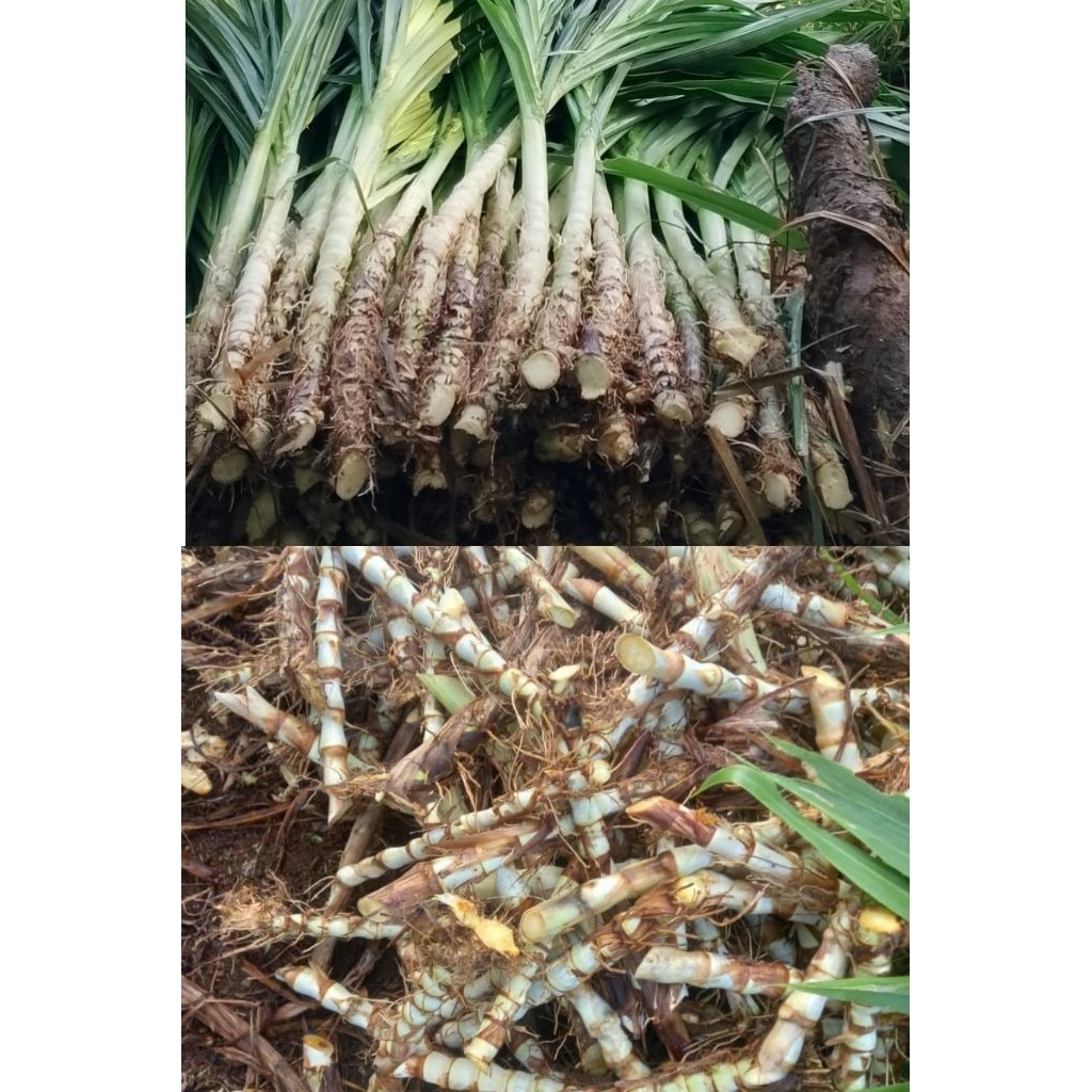 paket hemat bibit rumput odot super dan rumput odot jumbo