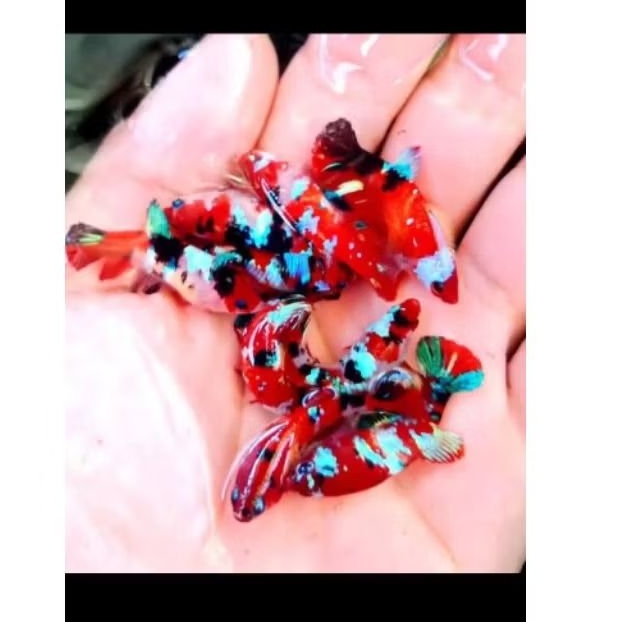 ready baru , female/betina ikan cupang red koi galaxy multicolour size m full indukan