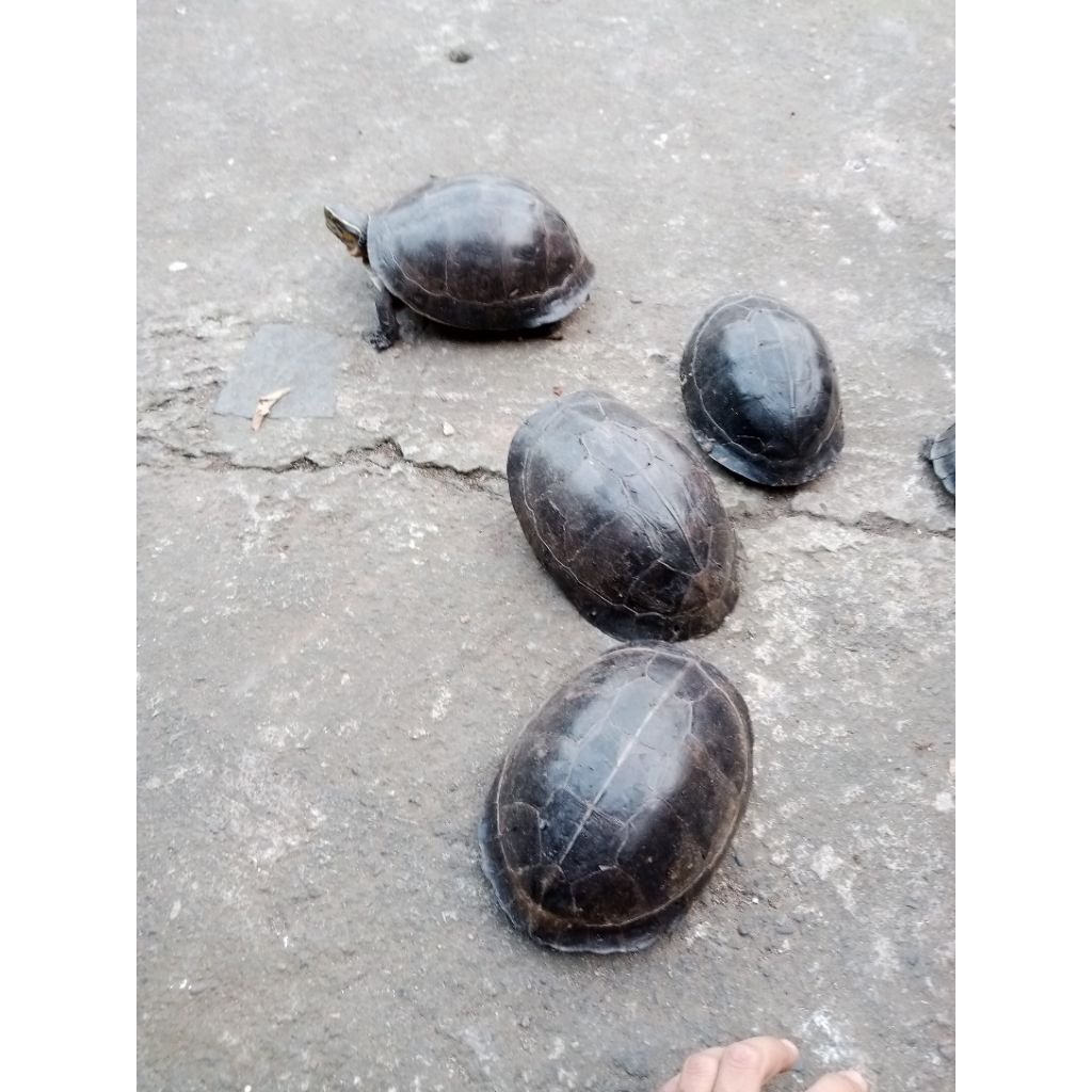 Ambon batok indukan FREE PELET BERGARANSI 1000%