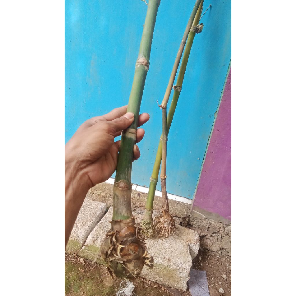 bibit bambu petung/bambu rebung berakar