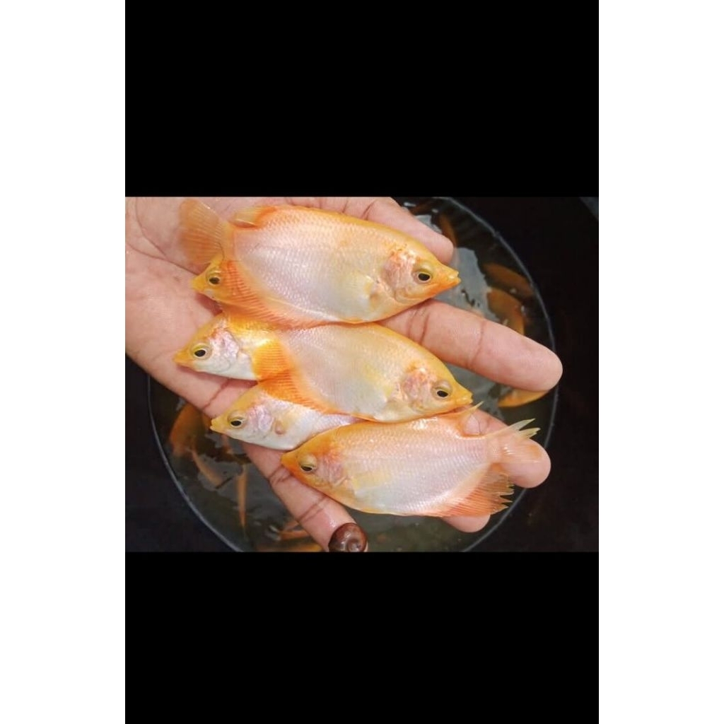 bibit ikan gurame padang ukuran 2 jari