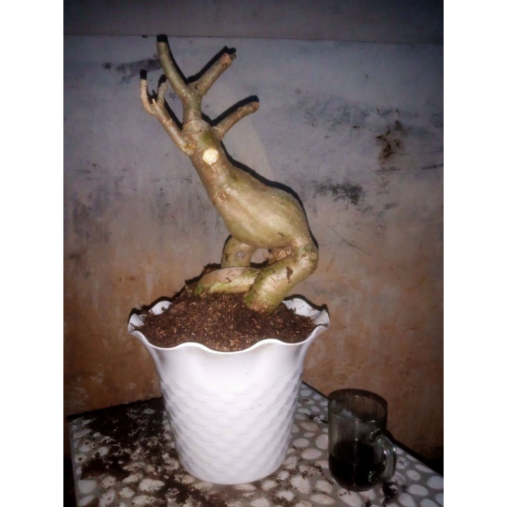 Kamboja Jepang Adenium bonggol besar berkarakter unik