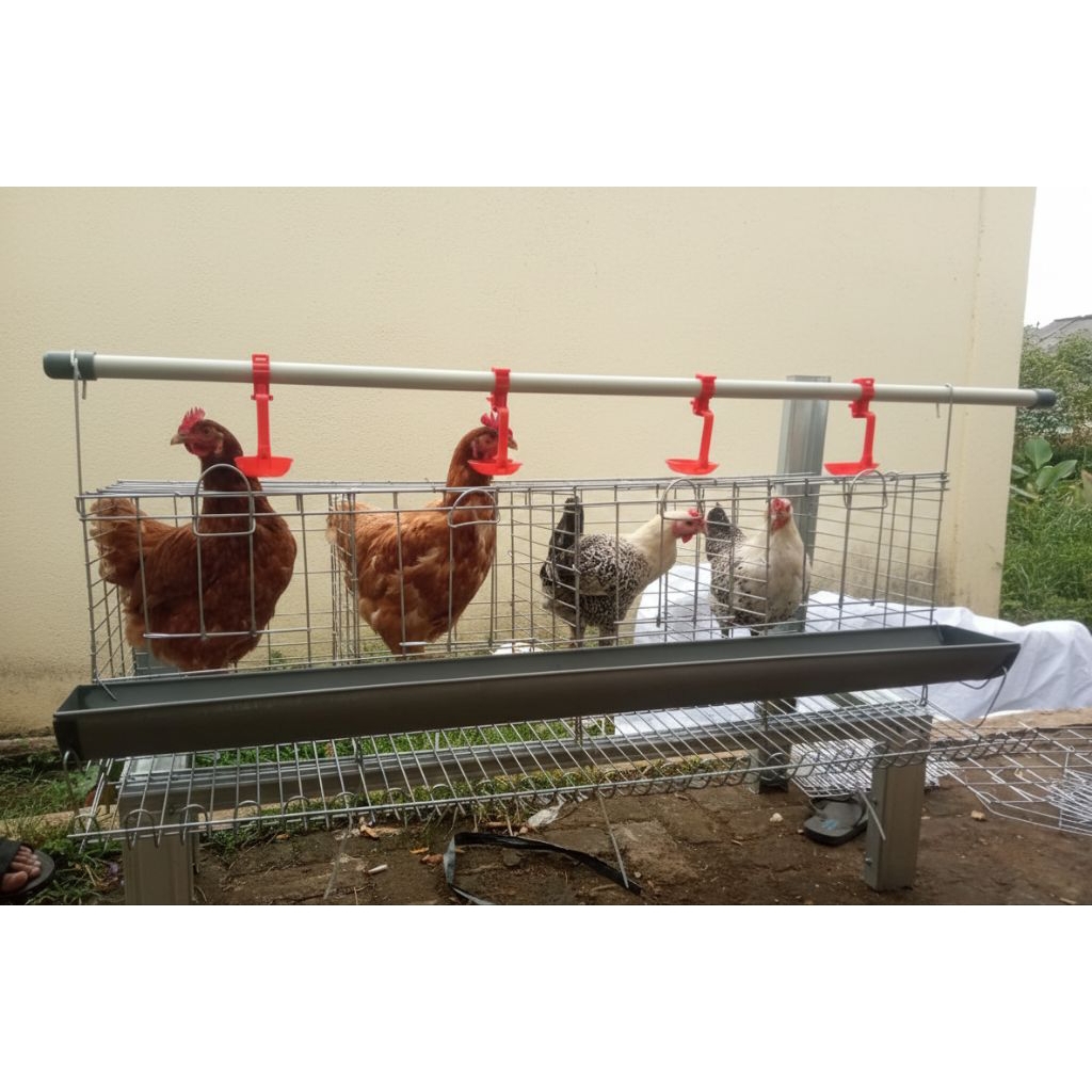 paket ayam petelur 8 ekor + kandang ayam galvanis full set