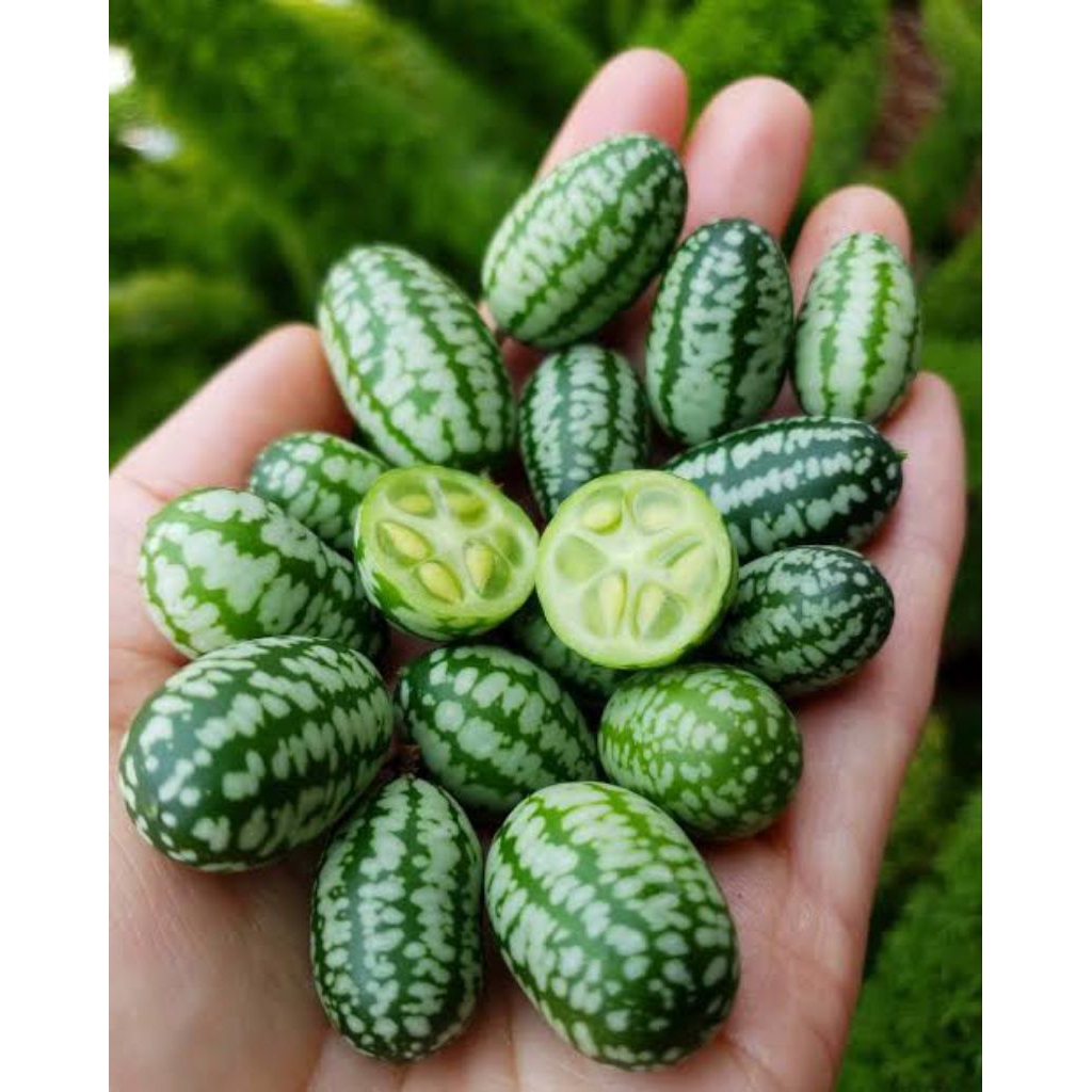 bibit tumbuh cuca melon [timun tikus]