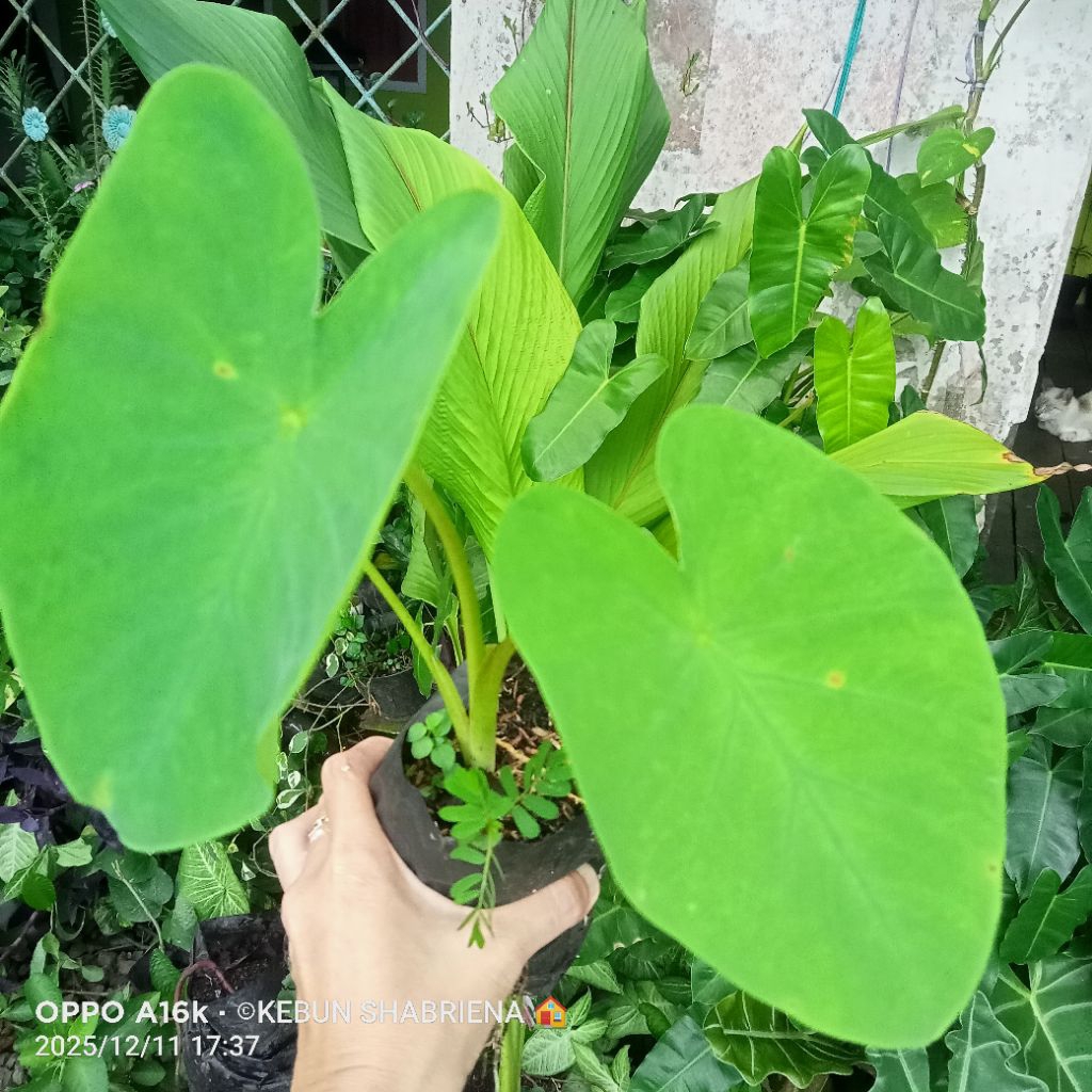 KELADI LANGKAT. Bibit Tanaman Ubi/Taro Keladi Langkat
