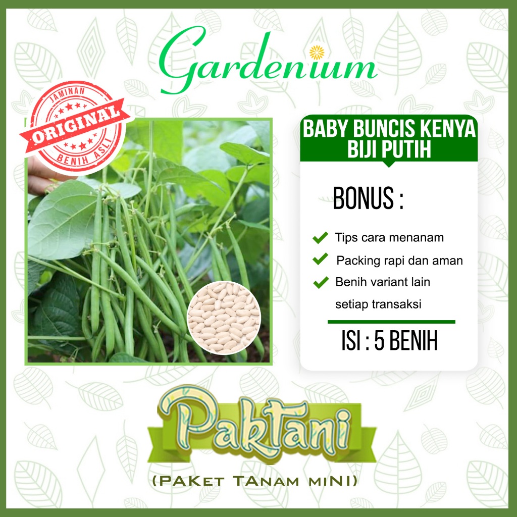 5 Benih Baby Buncis Kenya Biji Putih Buncis Perdu Non Rambat Tanaman Sayur Paktani