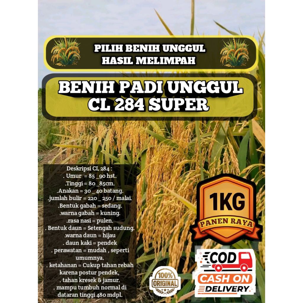 BENIH PADI UNGGUL CL284 SUPER KEMASAN 1KG
