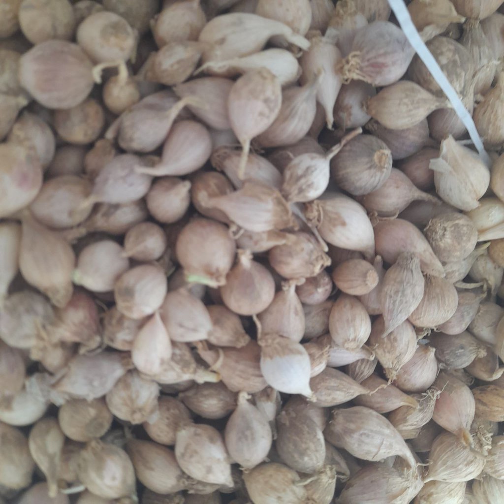 Bawang Lanang Lokal kecil 100 gram