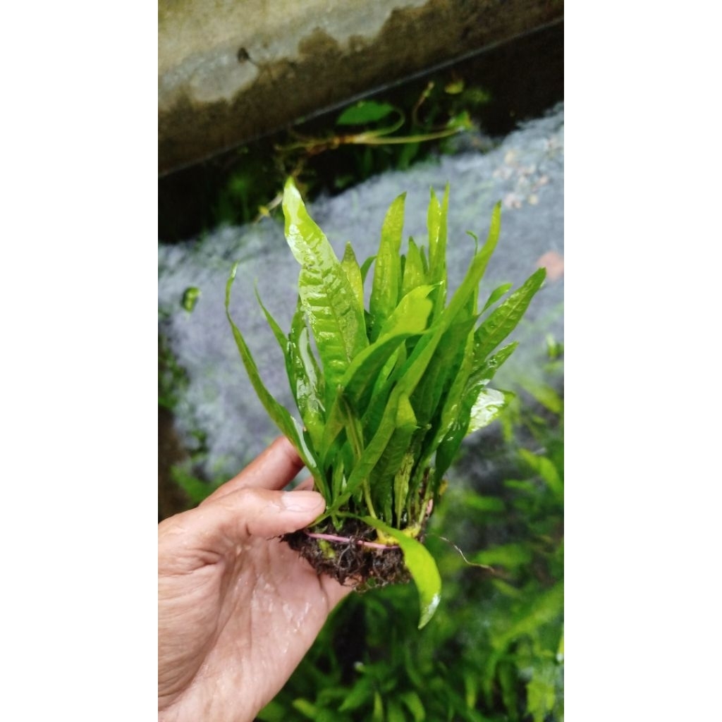 micrhosorum java fern tanaman aquascape