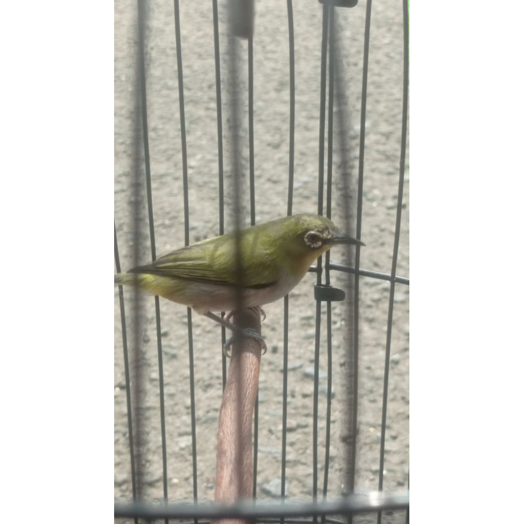 pleci Bustomi Jawa barat riwikan jantan