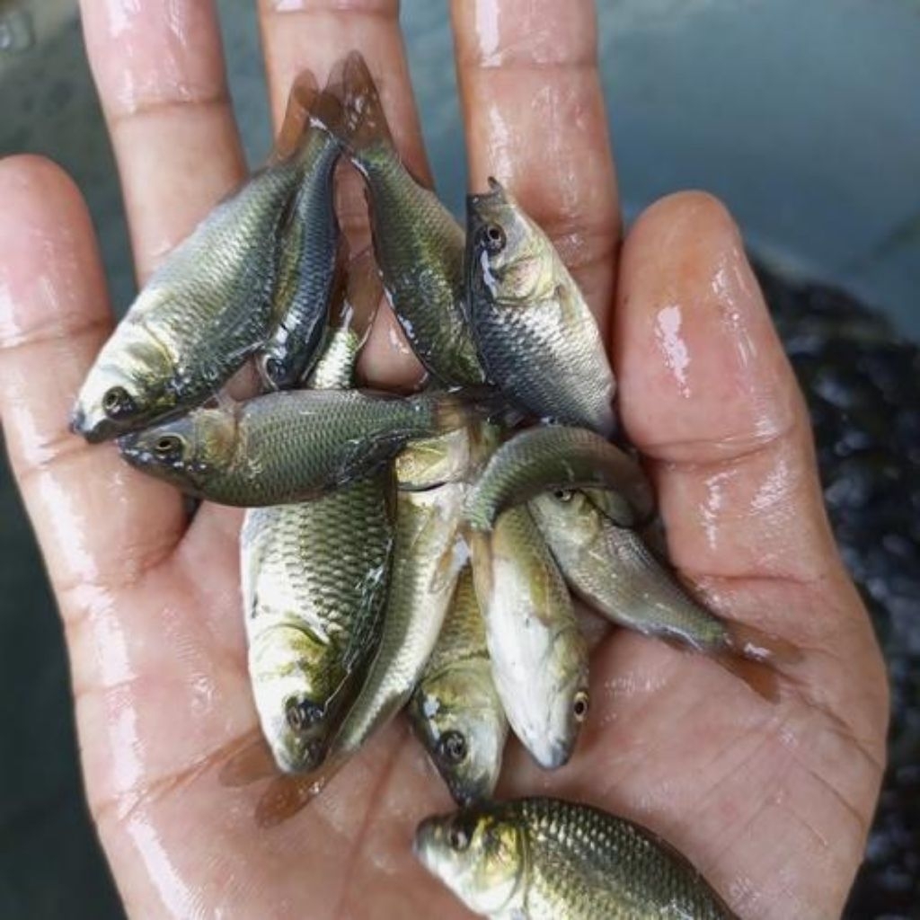 bibit ikan mas konsumsi