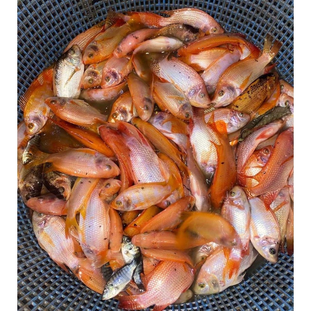bibii ikan nila merah ukuran 3 jari