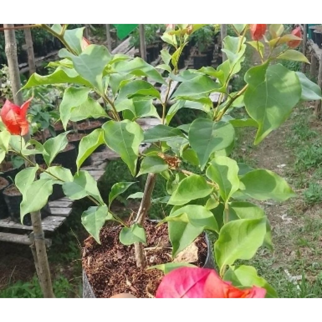 Bogenvil red mega