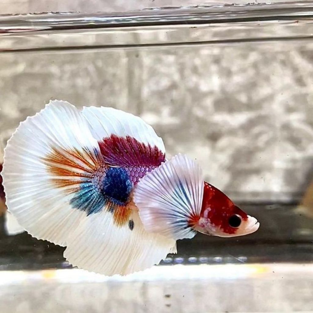 Ikan Cupang Halfmoon Dumbo Ear MultiColor
