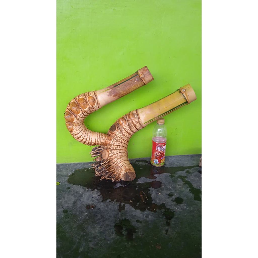 Bahan bonsai bambu kuning