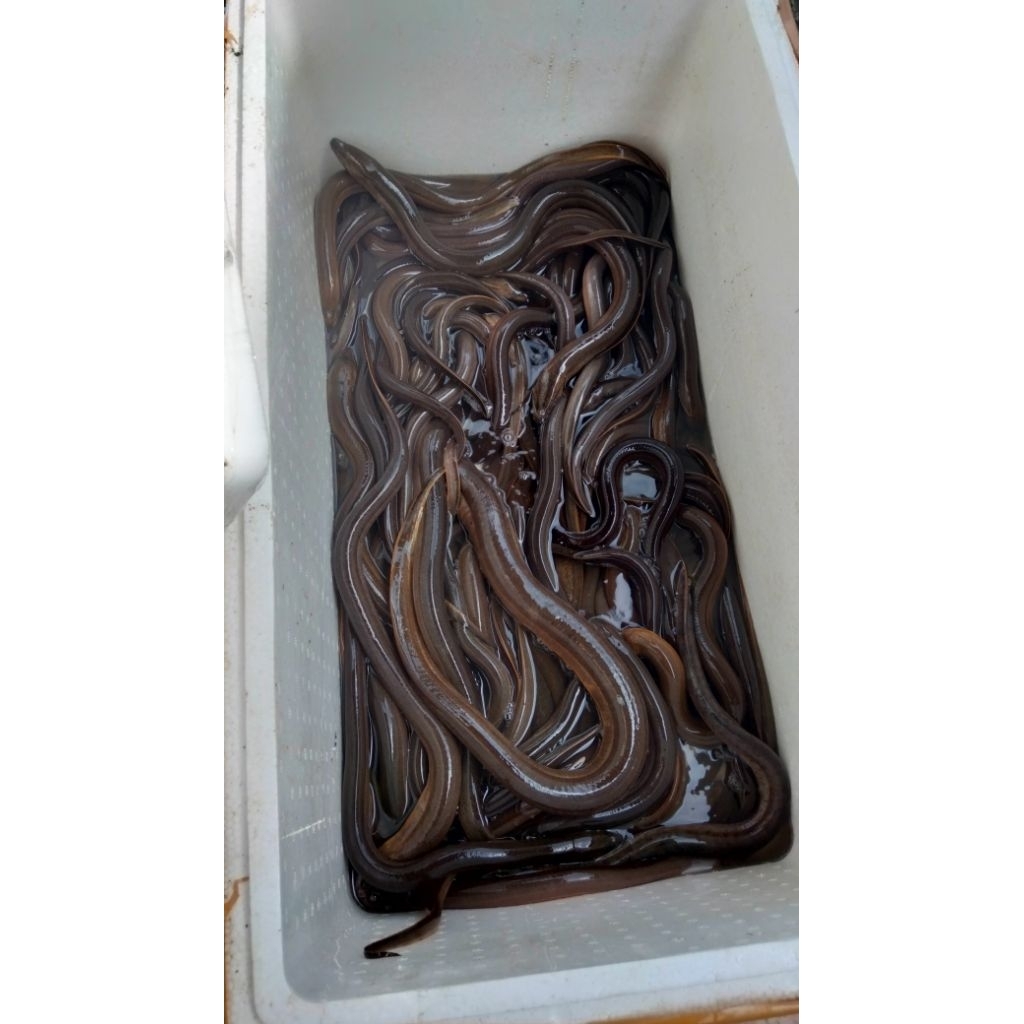 Belut fresh hidup