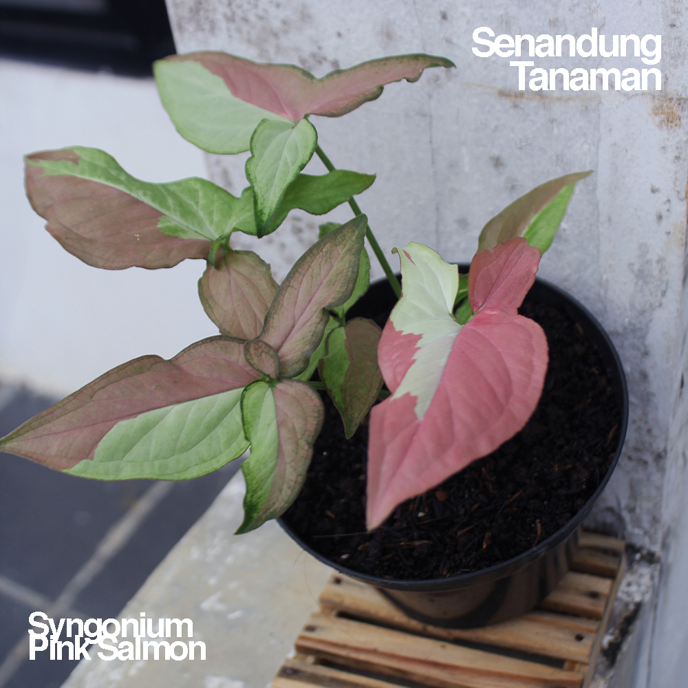 Syngonium Pink Salmon 4-7 Daun