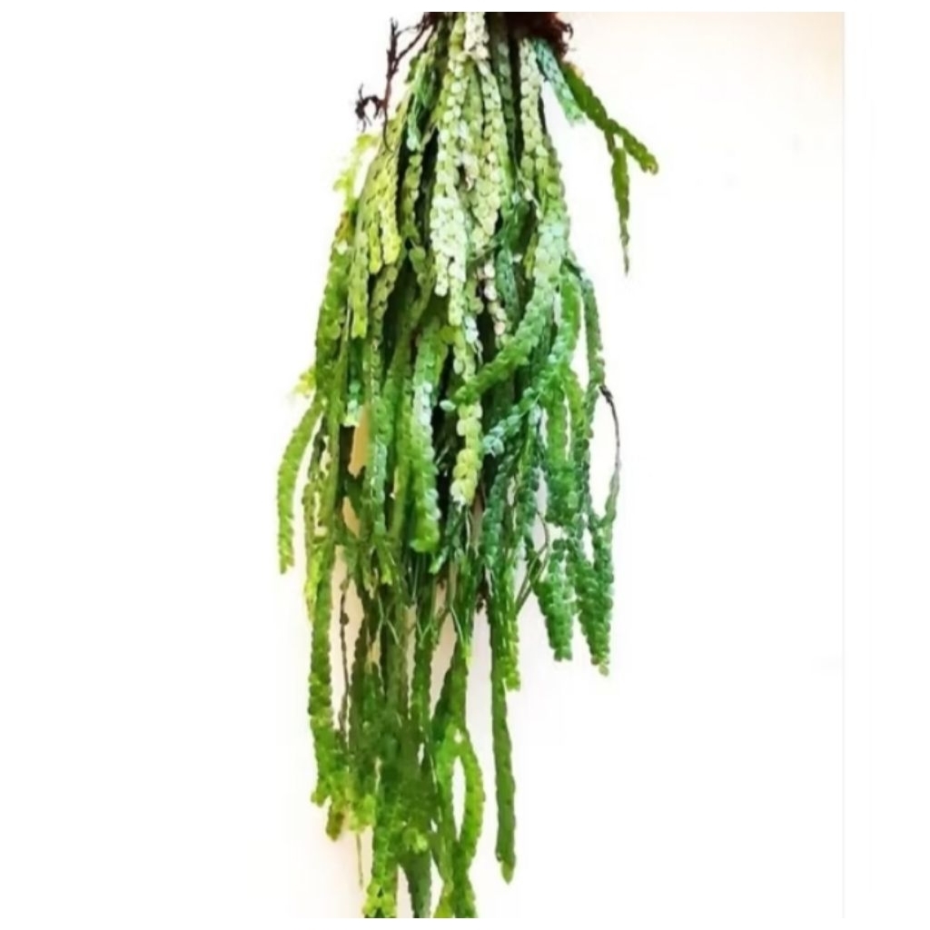 Tanaman hias kumpay sisik naga/kumpay sisik naga