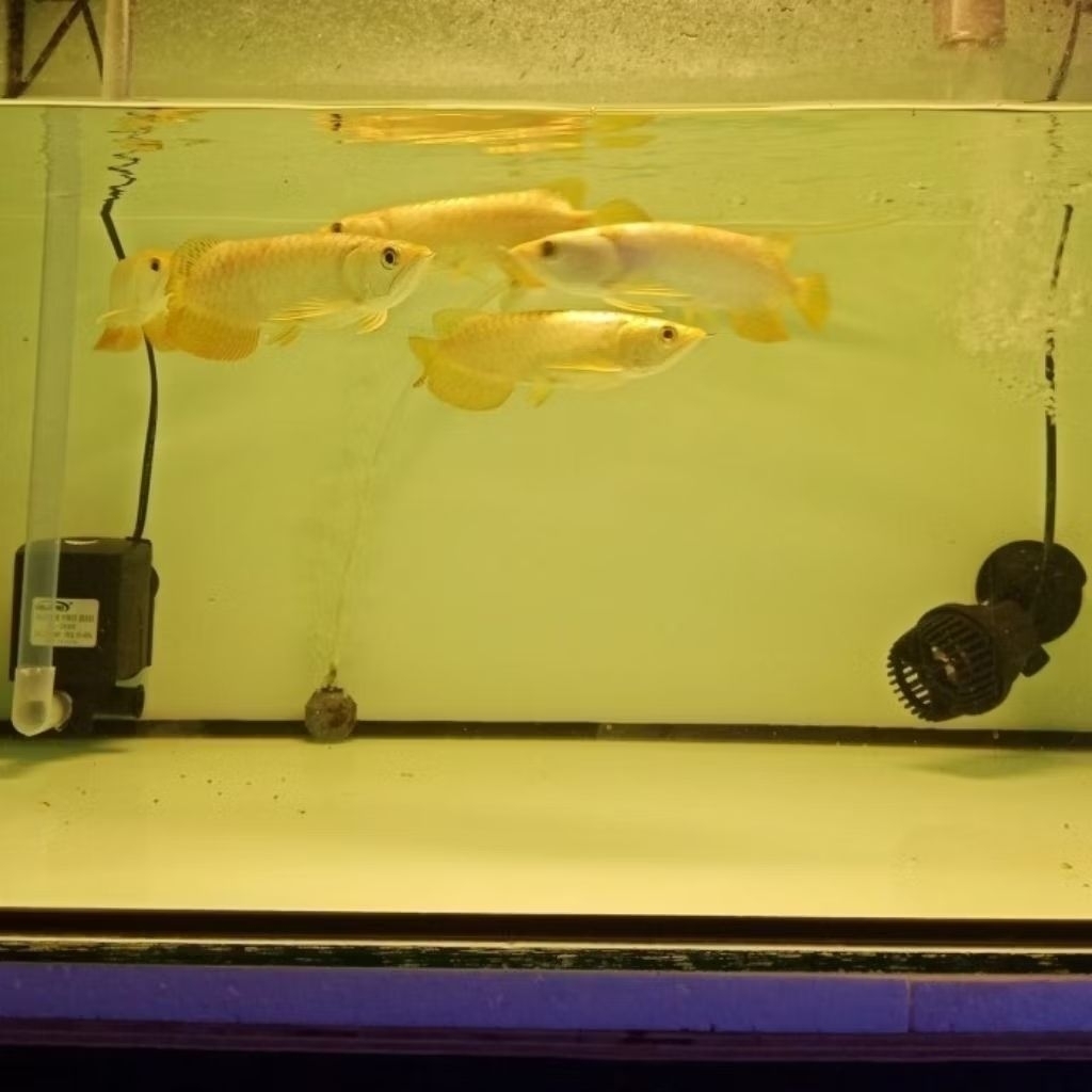 spesial Ramadhan GoldenCrossback 24k 13cm