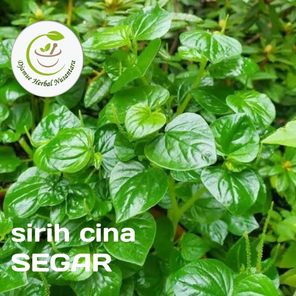 Daun sirih cina segar 1kg /daun sirih cina/sirih cina tumpang/sirih cina tumpang air