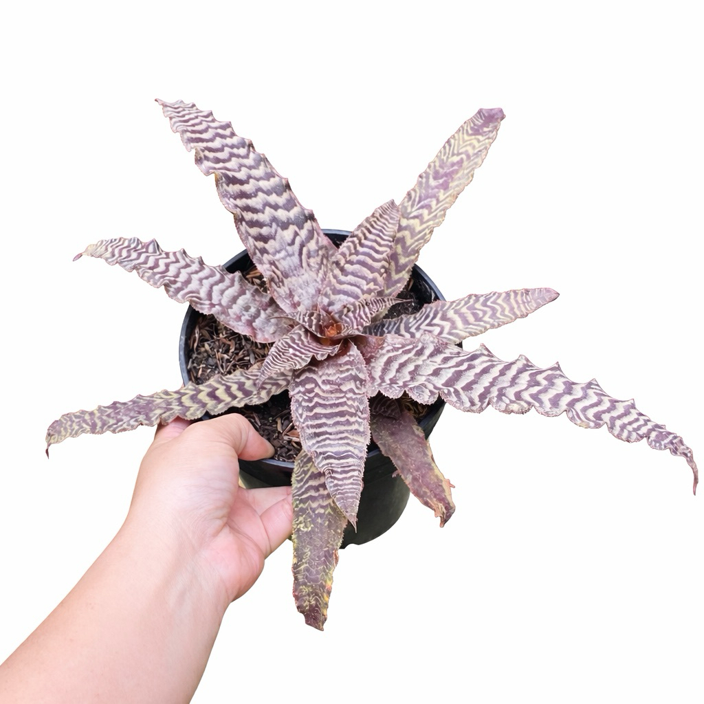 Tanaman Hias Bromelia Tokek | Cryptanthus Fosterianus