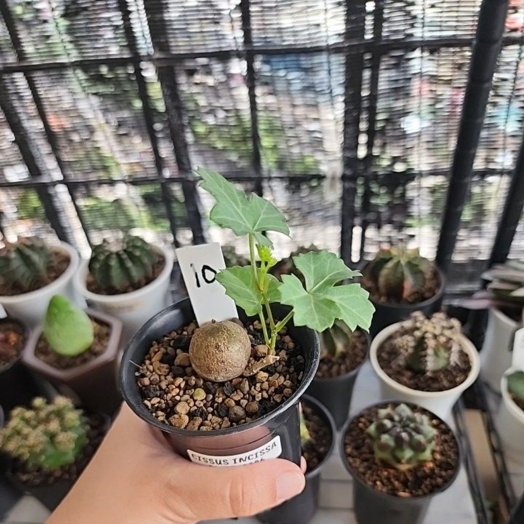 cissus incissa tanaman caudex