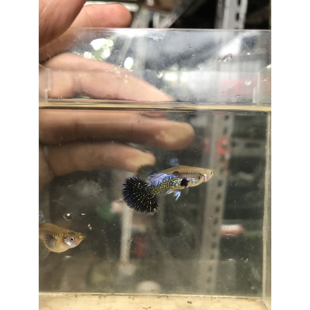 gantungan kunci Paket trio guppy purple dragon 1 jantan 2 betina