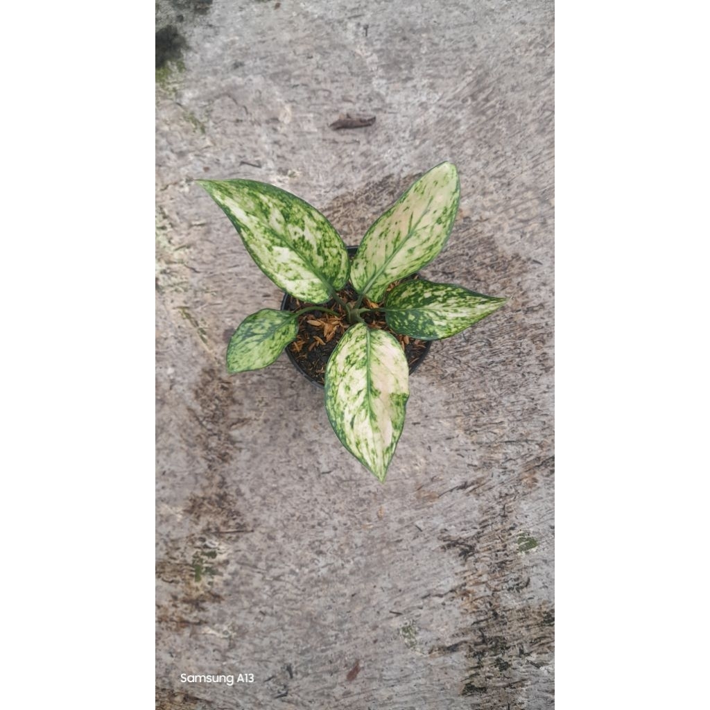 Aglonema Heng Heng White (Size Baby Daun 5) (2)